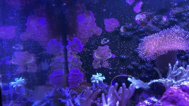 Морський акваріум на 100 л. вдома! Океан вдома-це реальн?