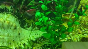 Всеобщая история 10/Мединский/Тема 16: 1941 г.Начало Велик?