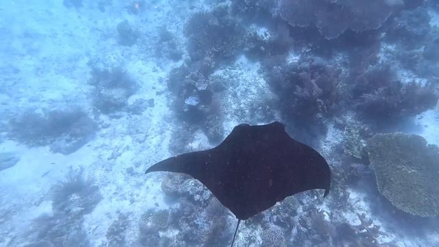 Путешествие в рай. Раджа Ампат, Индонезия / Raja Ampat, Indonesia смотреть онлайн