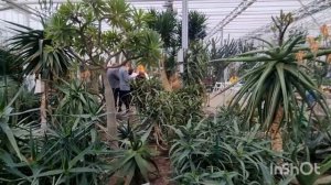 Ботанический сад в Саласпилсе.#Botāniskais dārzs Salaspilī. #прир