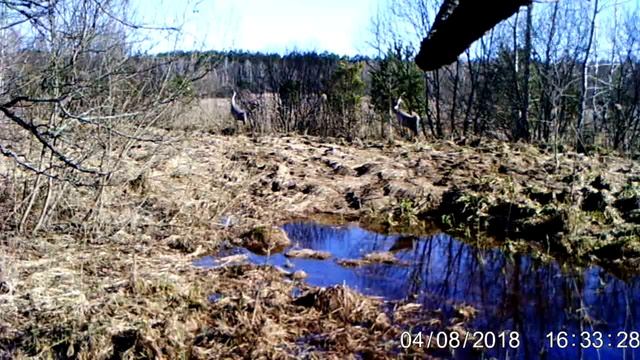 Журавель сірий смотреть онлайн