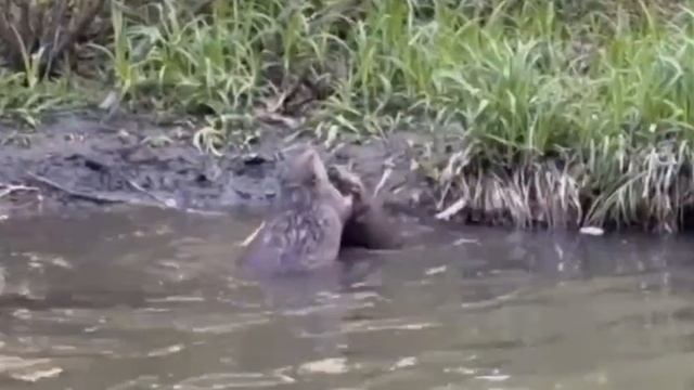 «Победит сильнейший». В Польше проходит второй тур президентских выборов смотреть онлайн