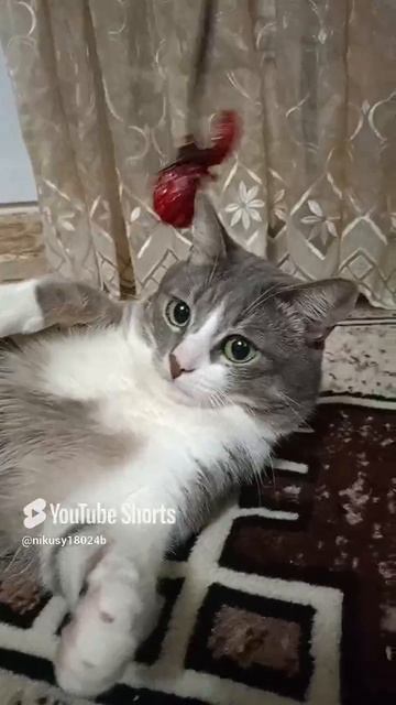 Кот Мурчик лежит и играется