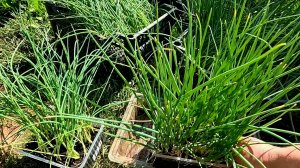 Как высадить рассаду лука!! Урожай вас приятно удивит огромными луковицами!!