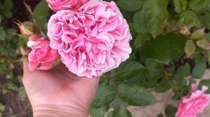 Старт цветения роз. Еще 32 сорта