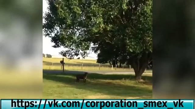 смешные падения людей , смешные неудачи , топ падений людей смотреть онлайн