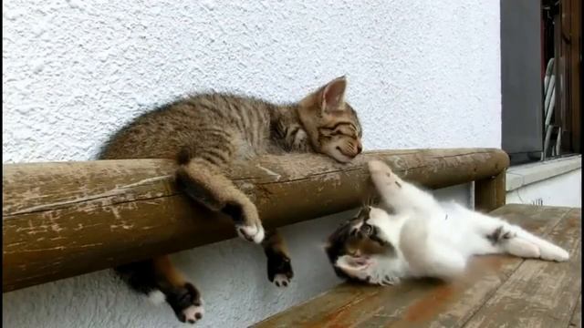 КОТЭ на отдыхе. Смешное видео! смотреть онлайн