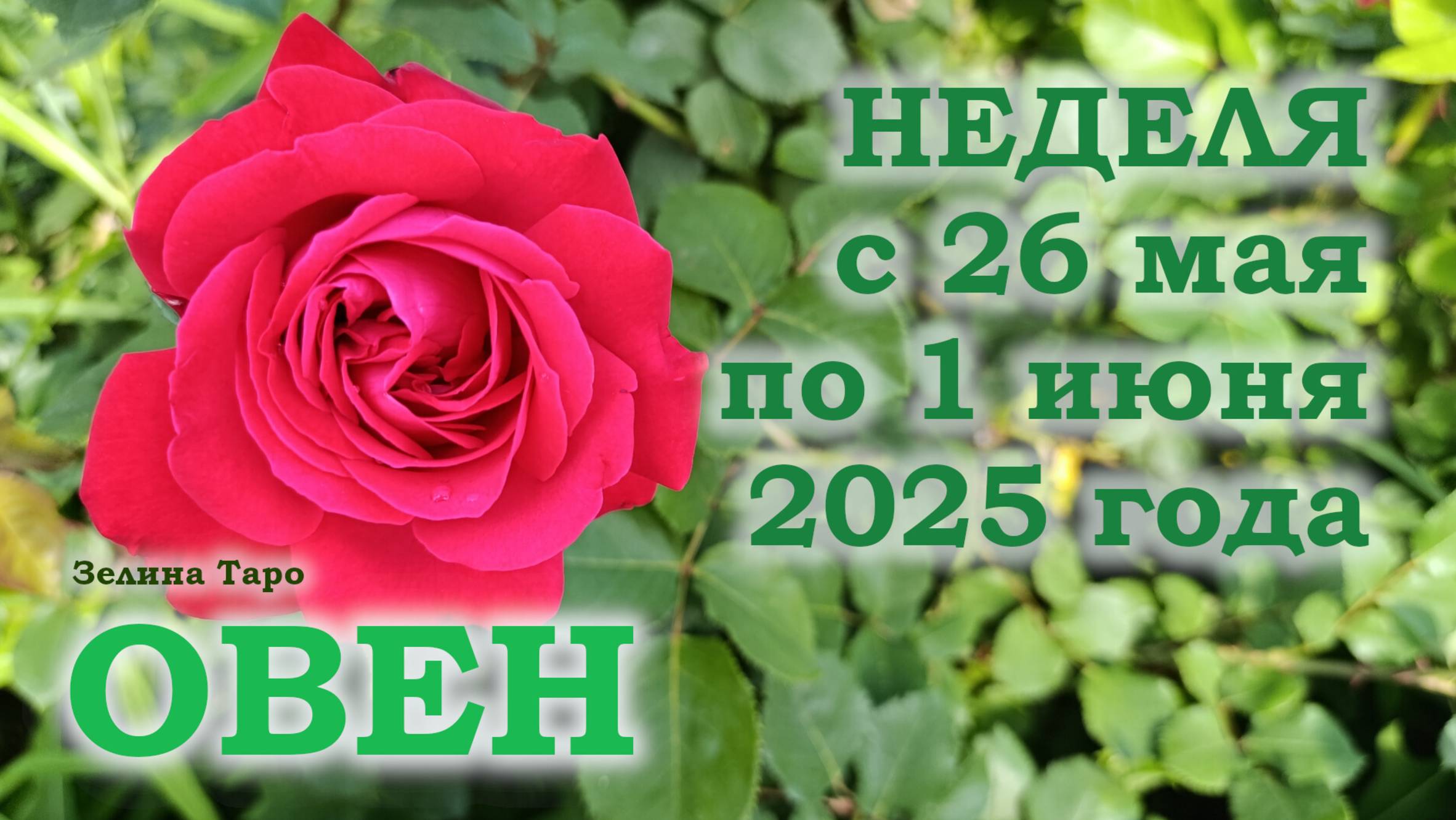 ОВЕН | ТАРО прогноз на неделю с 26 мая по 1 июня 2025 года