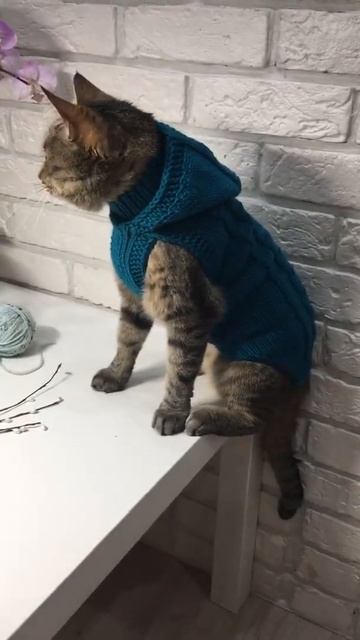 Свитер для сфинкса смотреть онлайн