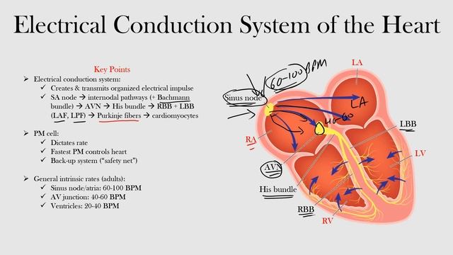 2.Electrical Conduction System of the Heart смотреть онлайн