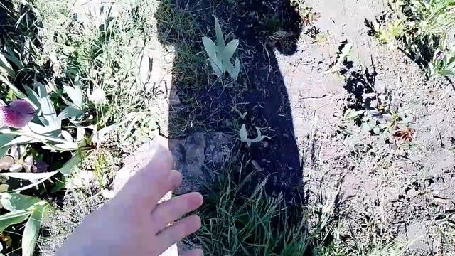 Воскресный влог. Меня перекосило. И огород тоже есть. Расстройство с носком. смотреть онлайн