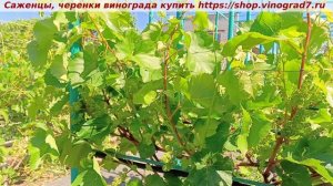 Кишмиш юпитер- самый обсуждаемый сорт винограда- сажать или не сажать- мое личное мнение такое