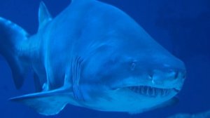 НАПАДЕНИЕ АКУЛЫ В КРАСНОМ МОРЕ - Выжившая Рассказывае?