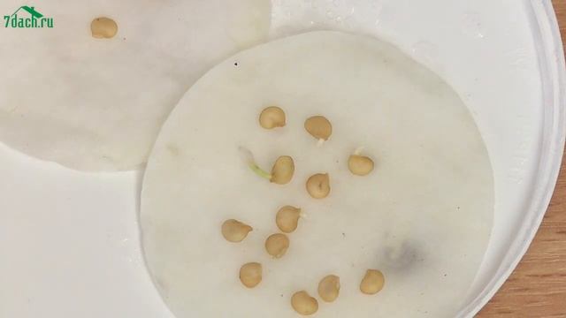 Как посеять на рассаду 4 главных овоща: томат, перец, баклажан и огурец - 7 дач