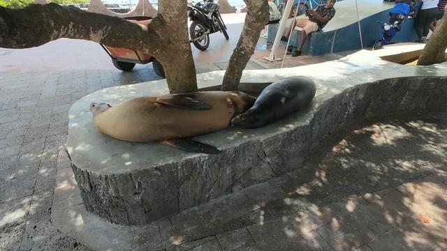 Тихий океан и первые впечатления от Галапагосов  Коти?