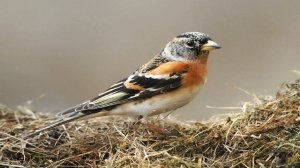 Пение птиц. Вьюрок