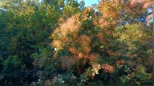 Латвийский Национальный Ботанический сад, Саласпилс.