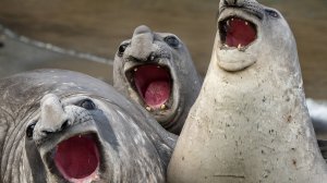 САМОЕ СМЕШНОЕ ВИДЕО: ЧЕЛЛЕНДЖ ПОПРОБУЙ НЕ ЗАСМЕЙСЯ, НЕЛЬЗЯ СМЕЯТЬСЯ #7