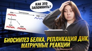 Биосинтез белка, репликация ДНК, матричные реакции: как запомнить I Биология ЕГЭ I Умскул