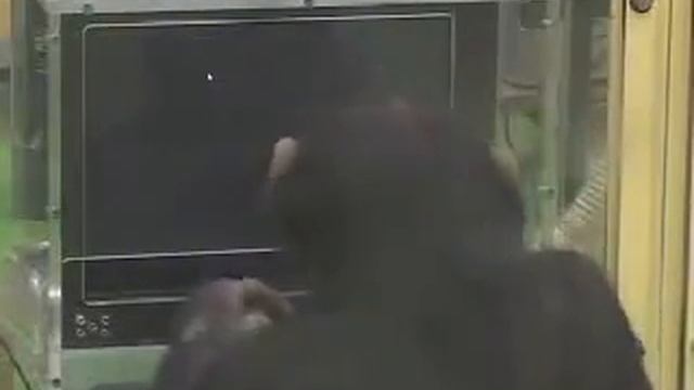 Обезьяну научили играть в osu