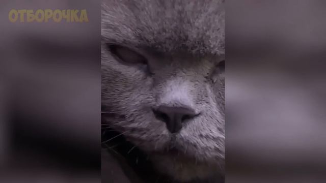 ЛУЧШИЕ ПРИКОЛЫ 2020 Январь #6 ржака угар ПРИКОЛЮХА смотреть онлайн