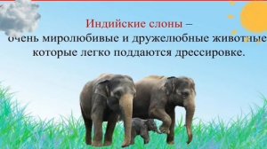 где живут слоны