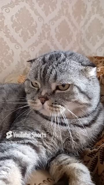 Кот Марк лежит на диване