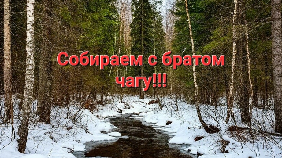 Весенний сбор чаги.В тайгу за чагой. смотреть онлайн