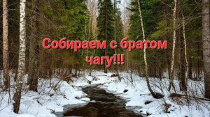 Весенний сбор чаги.В тайгу за чагой.