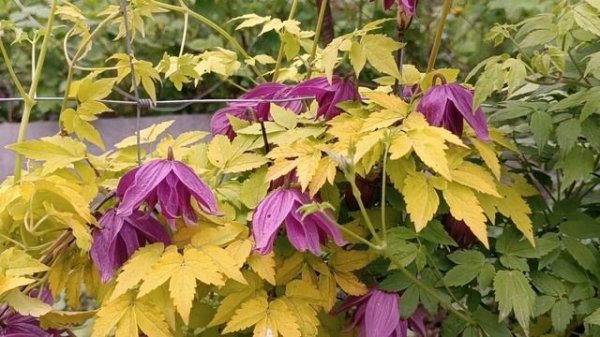 #доминичкин_сад #клематис #княжики Luminous Dusk