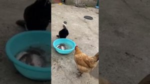 Такого не прокормить