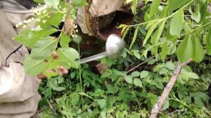 Пасека на Алтае. Весенние работы на пасеку. Сезон 2025.начало роения.