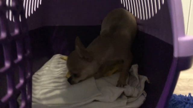 Апартаменты люкс и завтрак в постель для чихуахуа смотреть онлайн