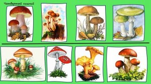 Грибы (занятие по лексической теме, часть 1)