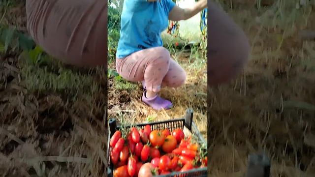 Опять про томаты. смотреть онлайн