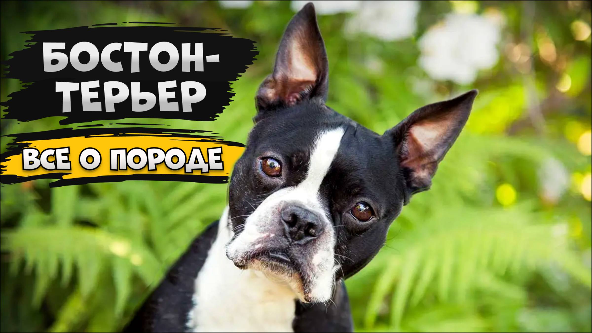 Бостон-терьер - Все о породе собаки | Собака породы - Бостон-терьер смотреть онлайн
