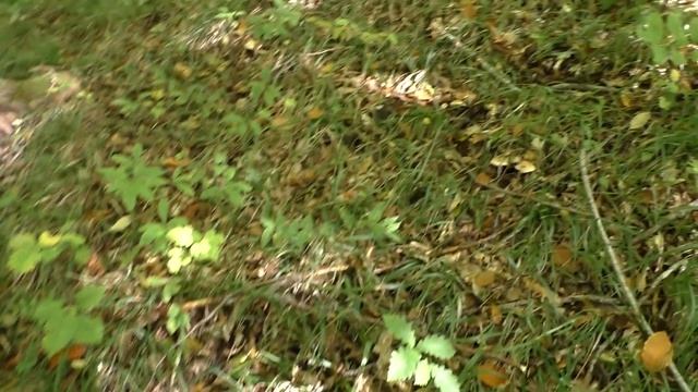 Псебай 2024 1 серия смотреть онлайн