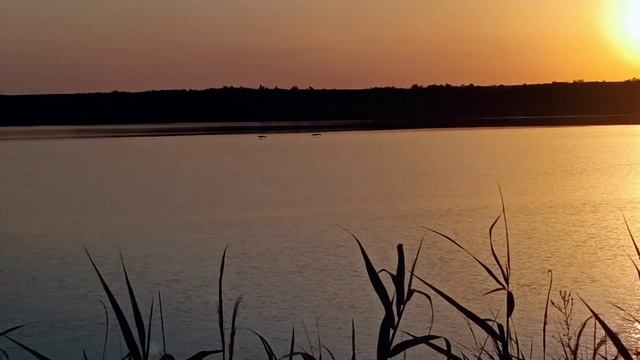 Pelicans fly over the lake before sunset / Пеликаны летят над озером пере смотреть онлайн