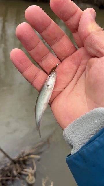 Первая "белая" рыба на Kola Salmon Trout Sensor 57L/2 0-1.5g. Уклейка на танту. Мормышинг. #fishing смотреть онлайн