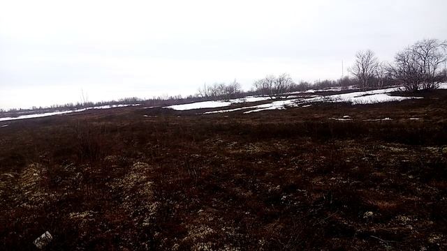Весенняя тундра смотреть онлайн