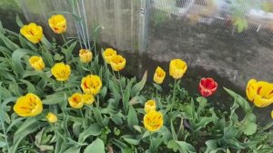 Красивая грядка тюльпанов