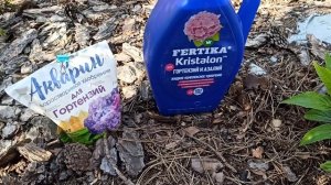 🌼 Раз подкормила и огромные шапки на гортензиях получила 🌼