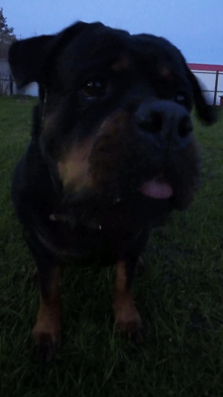 Игры с #rottweiler