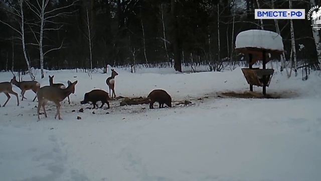 Бузулукский бор / Orenburg Region. Russia