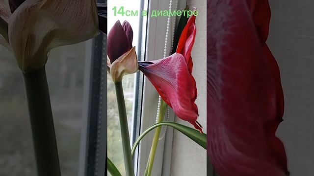 Жизнь одного гиппеаструма.