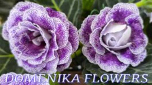 №1083/ ОБЗОР с/ц DOMENIKA FLOWERS. Много УЦЕНЁННЫХ орхидей. смотреть онлайн