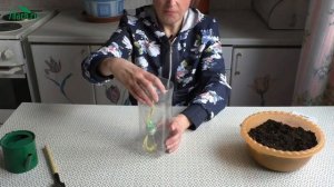 Как ускорить рост рассады. Фитильный способ - 7 дач