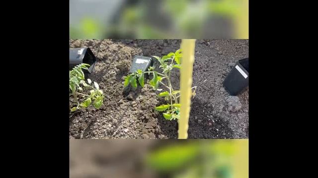 Полив томатов через неделю после высадки в открытый грунт под спанбонд 25.05.2025 г