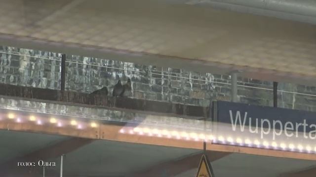 одеколон Köln [get-save.com]