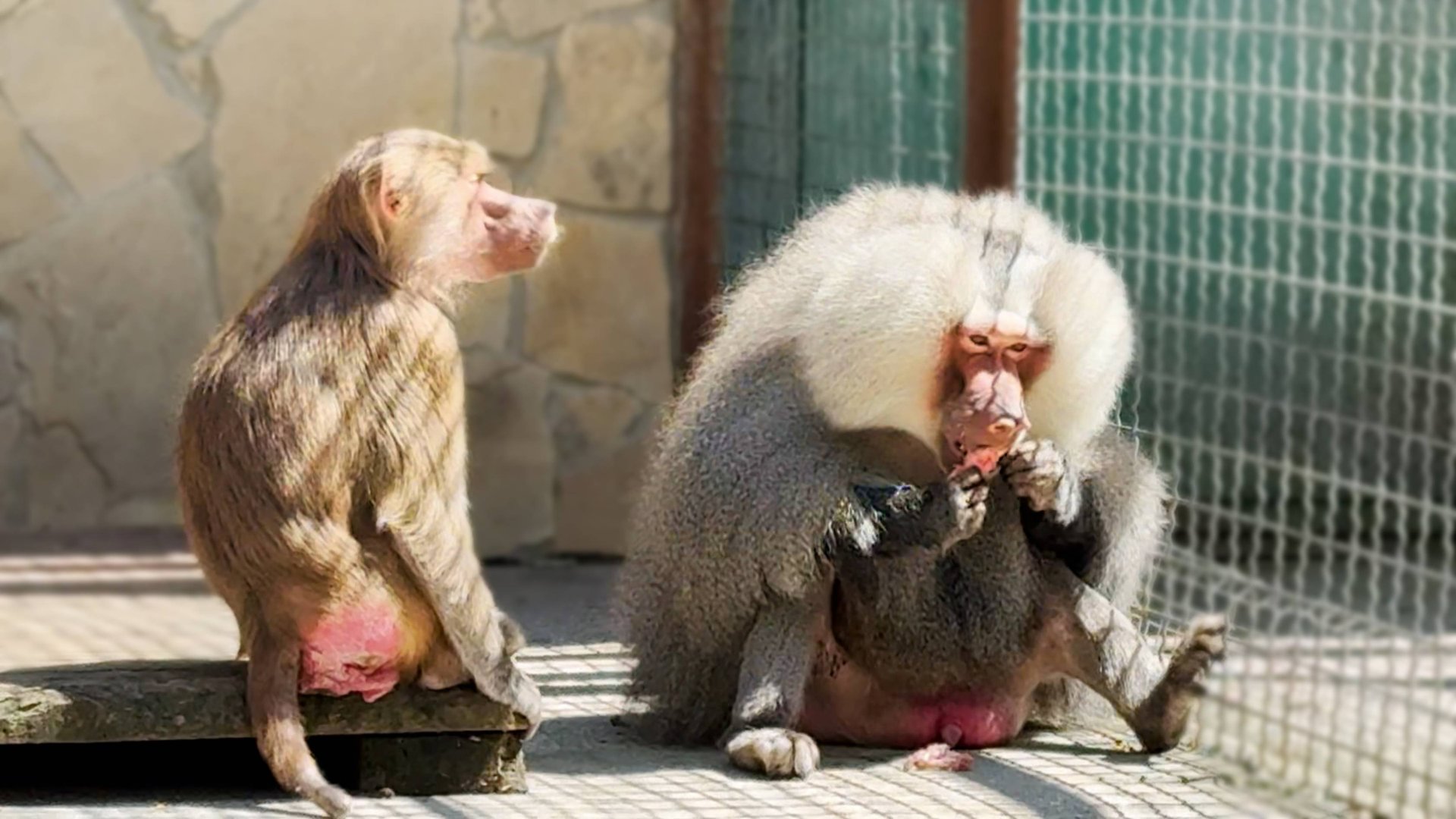 Откуда вы взялись, вас тут не стояло, наша история! Елисей потерял к Лиде интерес, мы СПАСАЕМ КВАКШУ смотреть онлайн